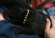 PRODAVAM JENSKI SHAR PEI CHEREN NA 40 DNI089999187...