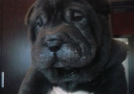 PRODAVAM JENSKI SHAR PEI CHEREN NA 40 DNI089999187...