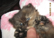продавам персийско коте,женско,родено на 18.04.201...