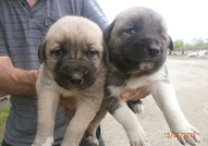 prodavam turski kangal   na 35 dena  qdat sami 4 m...