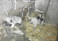 prodavam turski kangal   na 35 dena  qdat sami 4 m...