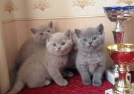 Развъдник Престиж продава британски късокосмести и шотландски клепоухи котенца