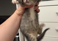Подарявам котенцаКотенцата са на 40 дни, много спо...