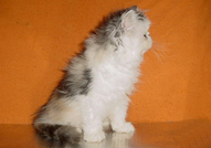  Персийски котенца - различни цветове
