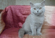 Продавам британски котета женско и мужско, сиви, ш...