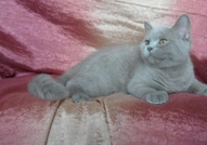 Продавам британски котета женско и мужско, сиви, ш...