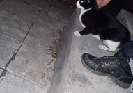 Поредното изхвърлено котенце в София, Люлин. Търся...