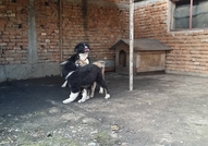 Българско овчарско куче