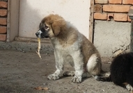Българско овчарско куче