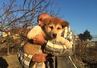 продавам ку4енца акита ину 