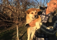 продавам ку4енца акита ину 