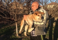 продавам ку4енца акита ину 