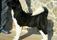 American Akita for sale