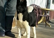 American Akita for sale