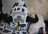 Продавам малки кученца Дого Аржентино