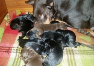 doberman