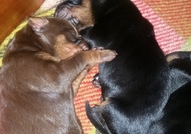 doberman