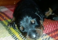 doberman