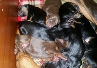 doberman
