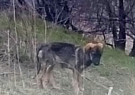 Буба е красиво женско куче,на видима възраст около...