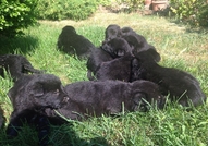 Продавам черни немски овчарки родени на 08.06.2016...
