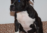 This beautiful American Bully puppies  up for grab...