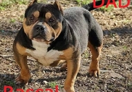 This beautiful American Bully puppies  up for grab...