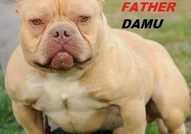 This beautiful American Bully puppies  up for grab...