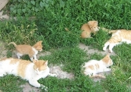 Подаряват се 7 малки котенца - две рижи и 5 рижаво...