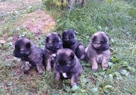 Продавам малки Кавказки кучета ,родени на 25.07.20...