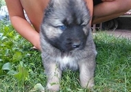 Продавам малки Кавказки кучета ,родени на 25.07.20...
