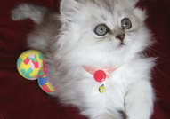 Чистокръвни персийски котета, цвят сребърна чинчил...