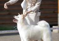 Японски Акита Inu - кученца