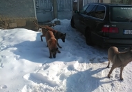 продавам белгийска овчарка име Арес кучени на 20.0...