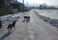 продавам белгийска овчарка име Арес кучени на 20.0...