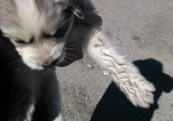Продавам малки кученца на 1 месец. Баща сибирско х...
