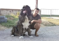 Продавам чистокръвни кавказки овчарки.Родени са на...
