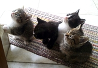 Здравейте ! Мяу!Ние сме 4 сладки котета, родени на...