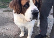 Санбернар женски на 3 години