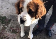 Санбернар женски на 3 години