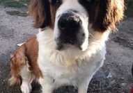 Санбернар женски на 3 години