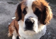 Санбернар женски на 3 години