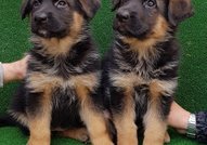 Развъдник за Немски овчарки Haus Tzvedivar продава кученца