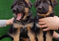 Развъдник за Немски овчарки Haus Tzvedivar продава кученца