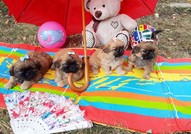 Мъжки и Женски кученца Кралски Пекинез с ваксина, паспорт, подаръци