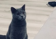 Британско коте СПЕШНО