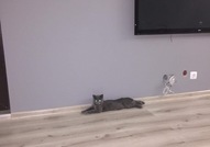 Британско коте СПЕШНО