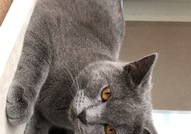 Британско коте СПЕШНО