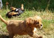 Кавалер Кинг Чарлз спаниел кученца за продажба.