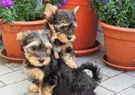Очарователни мъжки и женски кученца Йоркширски териери са търси нов дом.